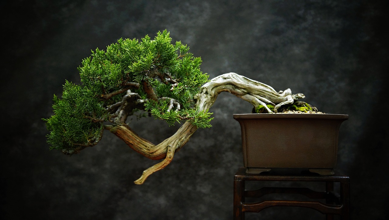 Principles of Bonsai Design and Care